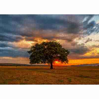 Puzzle Leaves Eclipse Enjoy de 1000 pièces avec arbre au coucher du soleil