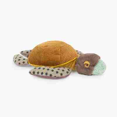 Petite tortue - Tout autour du monde