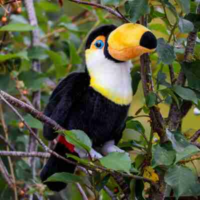 Peluche Toucan Animigos installée sur une branche parmi le feuillage