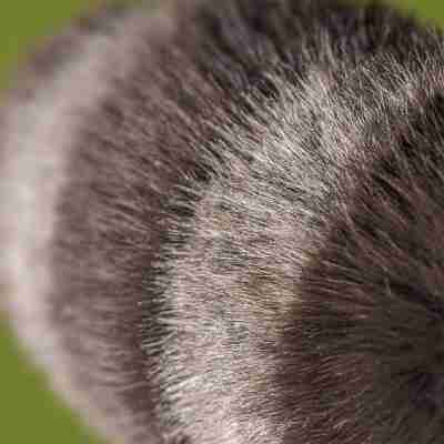 Ptit Loustic – Magasin de jeux et jouets à Saint-Étienne 4 Détail de la fourrure grise et brune de Trixiwoo Raccoon Jellycat