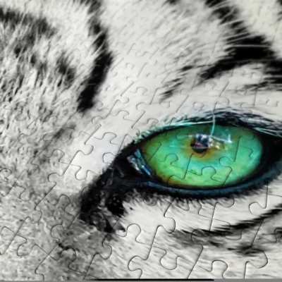 Gros plan sur les pièces du puzzle White Siberian Tiger autour de l’œil vert du tigre