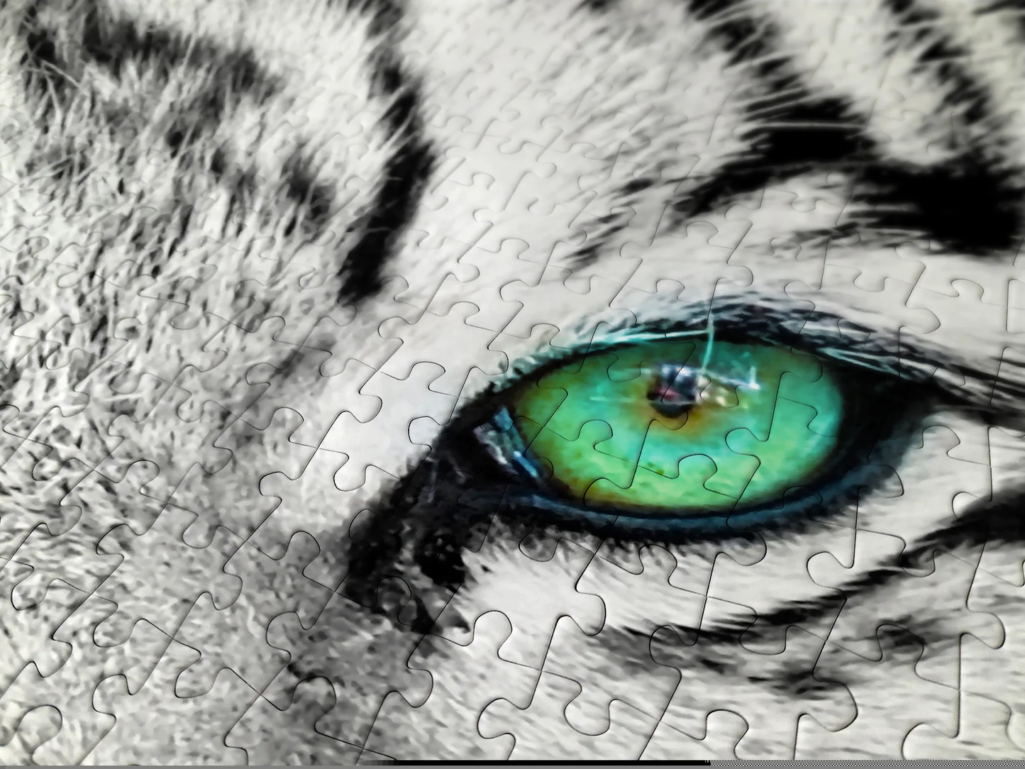 Puzzle Enjoy – White Siberian Tiger – 1000 pièces 3 Gros plan sur les pièces du puzzle White Siberian Tiger autour de l’œil vert du tigre