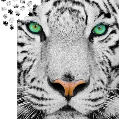 Puzzle Enjoy White Siberian Tiger de 1000 pièces en cours d’assemblage