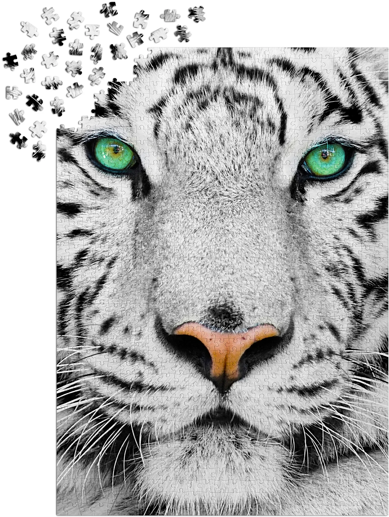 Puzzle Enjoy – White Siberian Tiger – 1000 pièces 2 Puzzle Enjoy White Siberian Tiger de 1000 pièces en cours d’assemblage