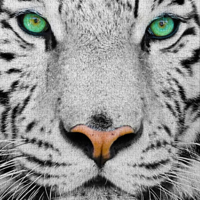 Puzzle White Siberian Tiger Enjoy assemblé représentant le visage d’un tigre blanc aux yeux verts
