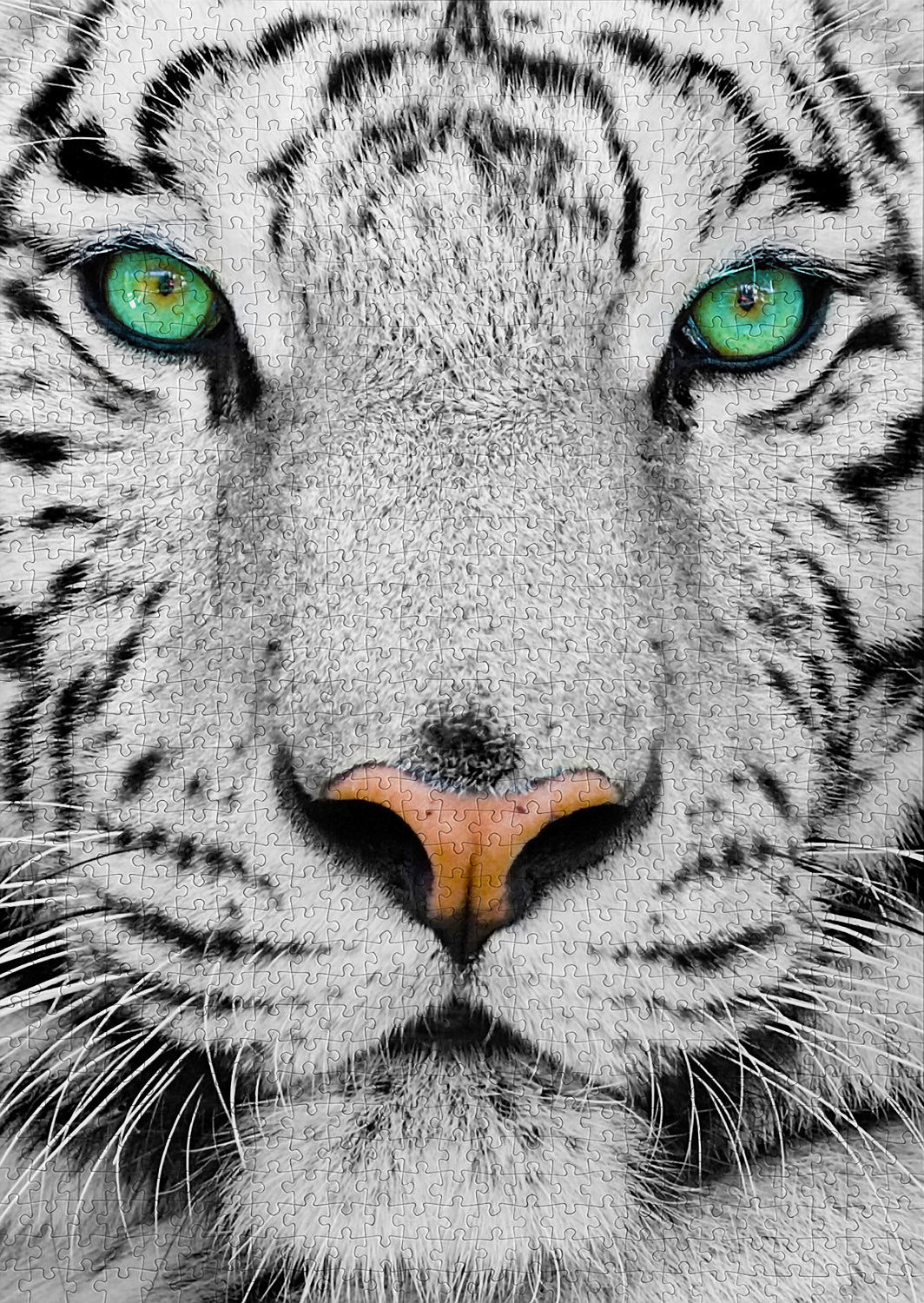Puzzle Enjoy – White Siberian Tiger – 1000 pièces 4 Puzzle White Siberian Tiger Enjoy assemblé représentant le visage d’un tigre blanc aux yeux verts