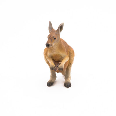 Kangourou Papo vu de face avec son petit joey visible dans la poche